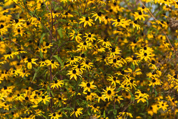 Żółte kwiaty rudbekii w ogrodzie. © Elżbieta Kaps