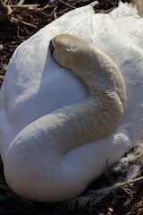 swan