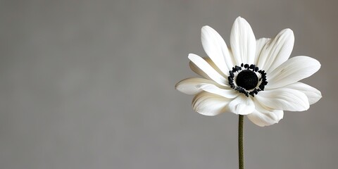 white daisy flower