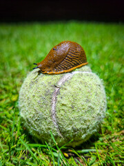 slug on a tennis ball