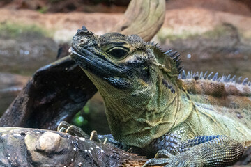Iguana In Wet Environment In Zoo