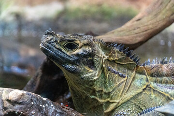 Iguana In Wet Environment In Zoo