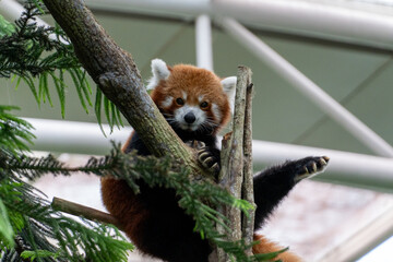 Red Panda Sitting On A Tree