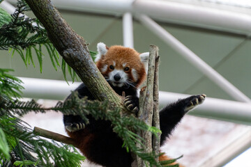 Fototapeta premium Red Panda Sitting On A Tree