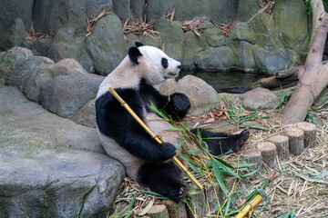 Panda Chilling In Cold Habitat With Bamboo