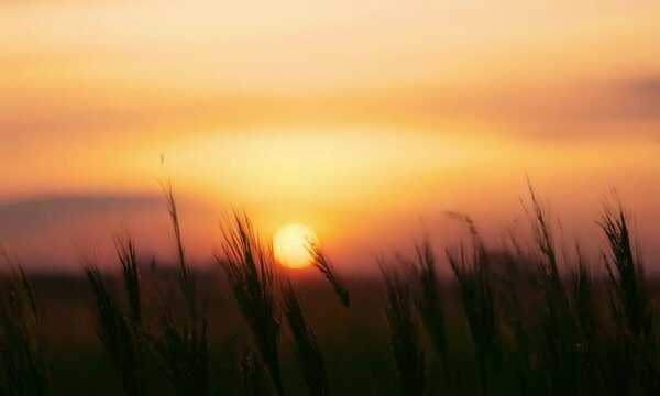 Tranquil 3d landscape at sunset with swaying tall grass