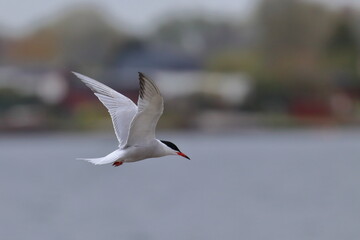 Common tern