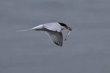 Common tern