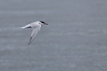 terns