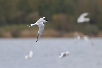 Common tern
