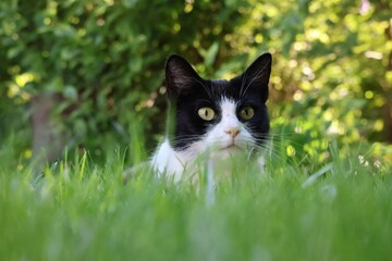 black cat on green grass