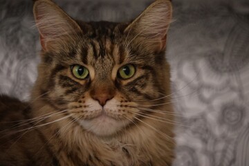 Fototapeta premium close up portrait of a cat