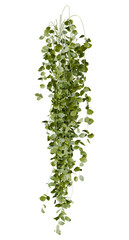 Green, creeper, climber, ivy, vine, gardening, outdoor landscape, isolated illustration, transparent background. 3d render