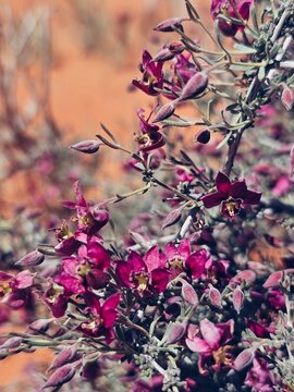 Krameria erecta purple flowes in the Nevada desert
