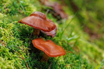 Beautiful autumn nature photo in the forest, featuring a mushroom hidden among vibrantly colored mossy rocks.