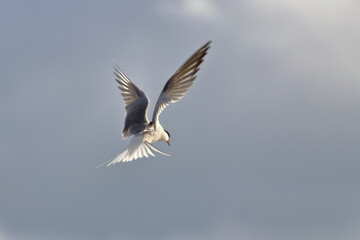 Obraz premium Common tern