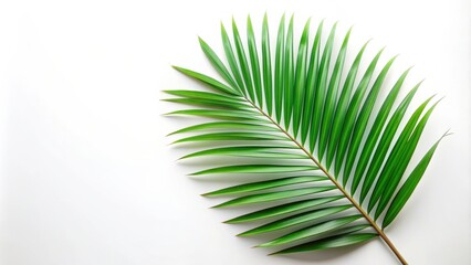 Obraz premium Palm leaf on white background, palm leaf, isolated, tropical, green, nature, plant, background, exotic, botany, fresh