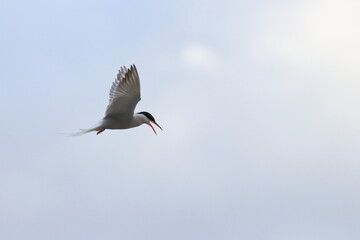 Common tern