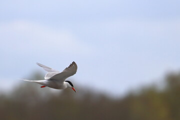 Common tern