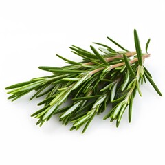 Fresh Rosemary Herb Bunch on a White Background