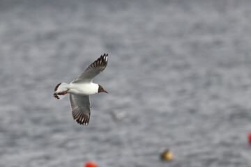 Common tern