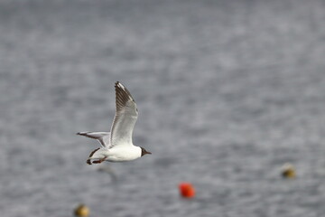 terns