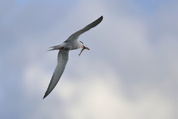 terns