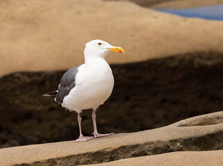 Obraz premium seagull