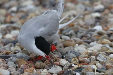Common tern