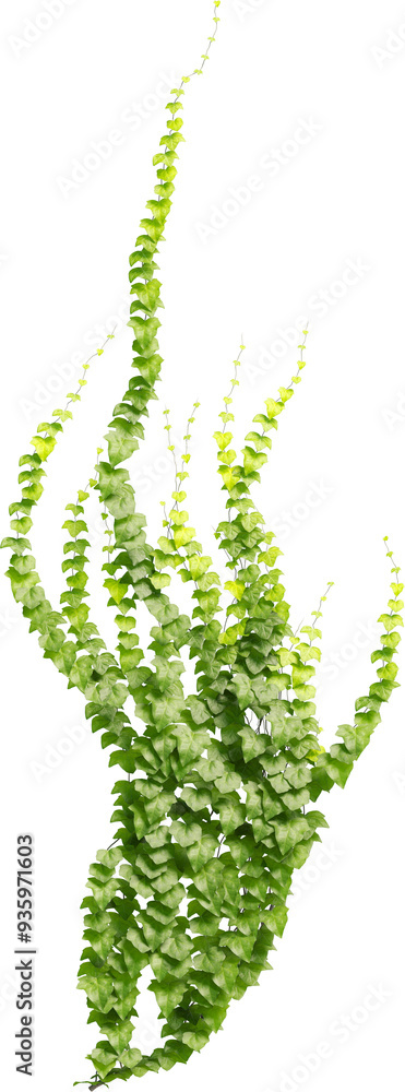 Wall mural Front view of climbing Ivy plant - Hedere Helix