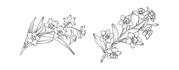 Narcissus flower bouquet arrangement line art on white background. Silhouette Daffodil botanical hand drawn element for wedding, invitation frame design, vector illustration
