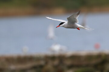 Common tern