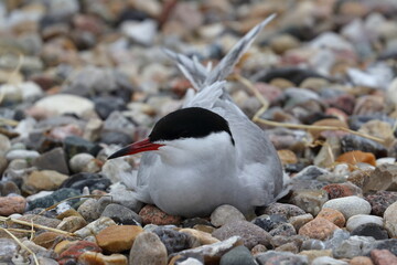 Common tern