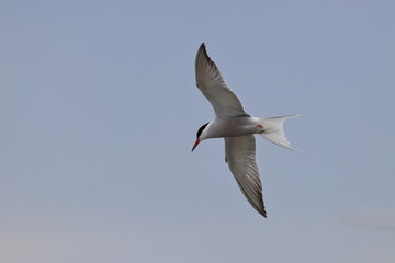 Fototapeta premium Common tern