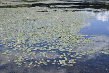 Pond Lilly Pads