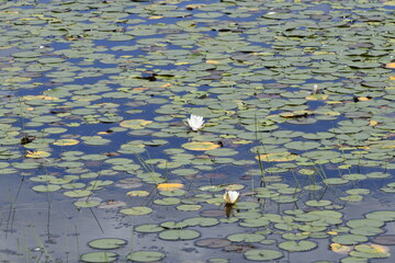 Water Lillies and Flowers