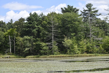 Mixed Forest in New England