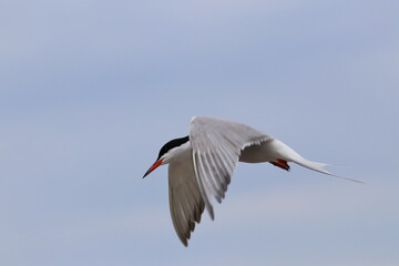 tern