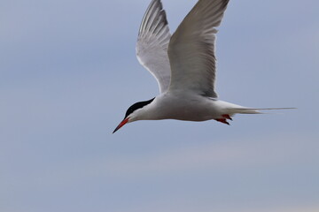 tern