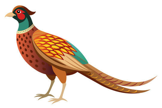 recommend clip art: Common pheasant domestic bird vector art illustration 
