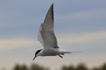 tern