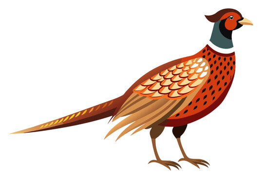 recommend clip art: Common pheasant domestic bird vector art illustration 