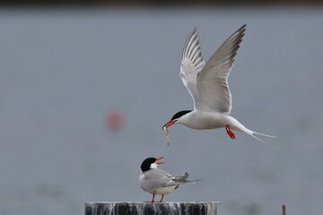 tern