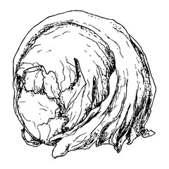 Highly detailed, hand drawn, and vectorized illustration of a Iceberg Lettuce. The illustration is fully editable and comes as single file in format SVG.