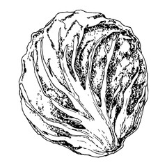 Highly detailed, hand drawn, and vectorized illustration of a Radicchio. The illustration is fully editable and comes as single file in format SVG.