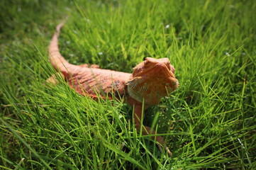 Bearded dragon basking in the sun