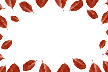 border frame of dry autumn leaves isolated on white background