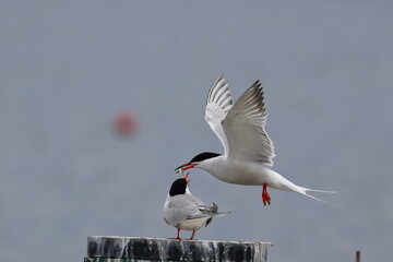 terns