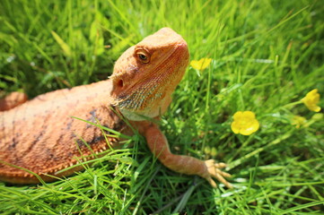 Bearded dragon basking in the sun