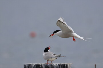tern
